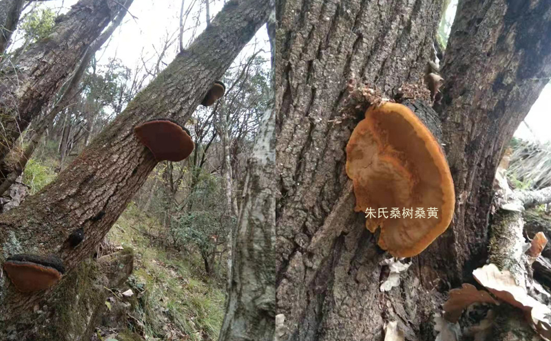 野生桑樹桑黃圖片