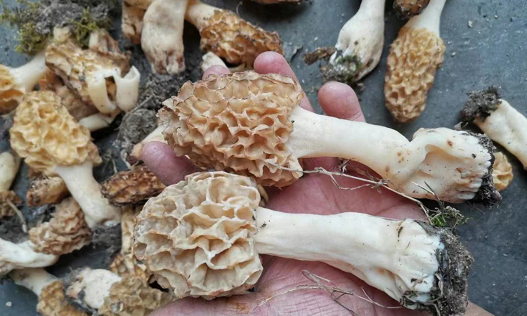 野生羊肚菌圖片2 野生羊肚菌圖片2