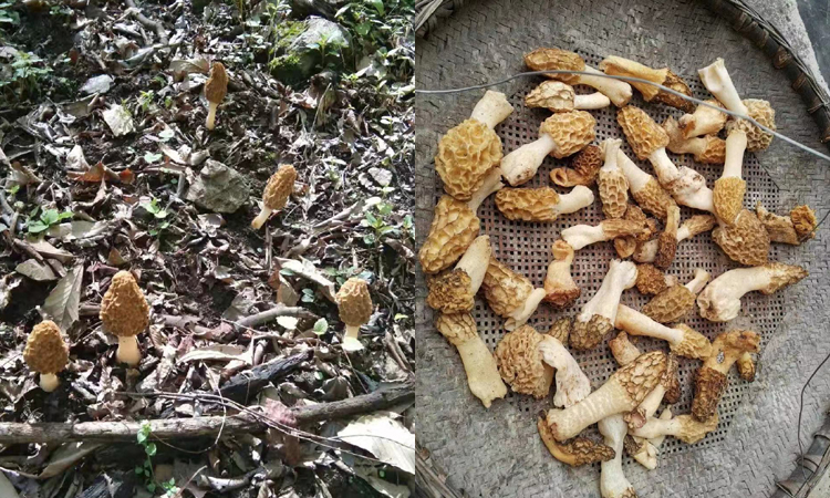 野生羊肚菌圖片3 野生羊肚菌圖片3