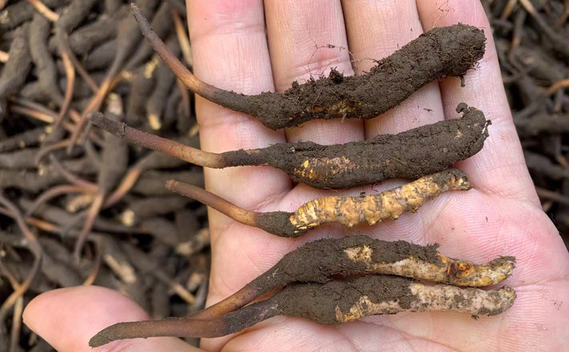 2021年新鮮蟲草圖片