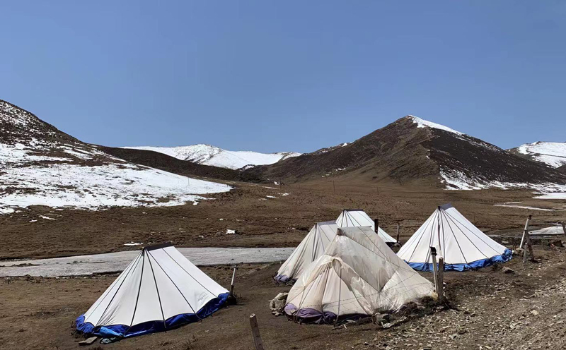 新鮮蟲草采挖營地圖片