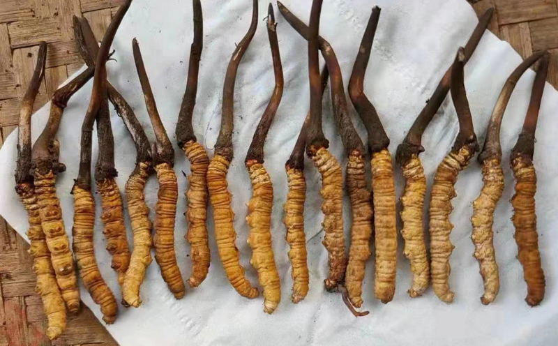 新鮮蟲草大小對比圖片 新鮮蟲草大小對比圖片