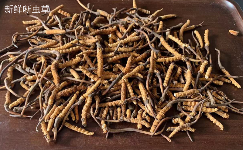 新鮮斷蟲草圖片 新鮮斷蟲草圖片