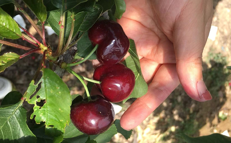 漢源車厘子圖片