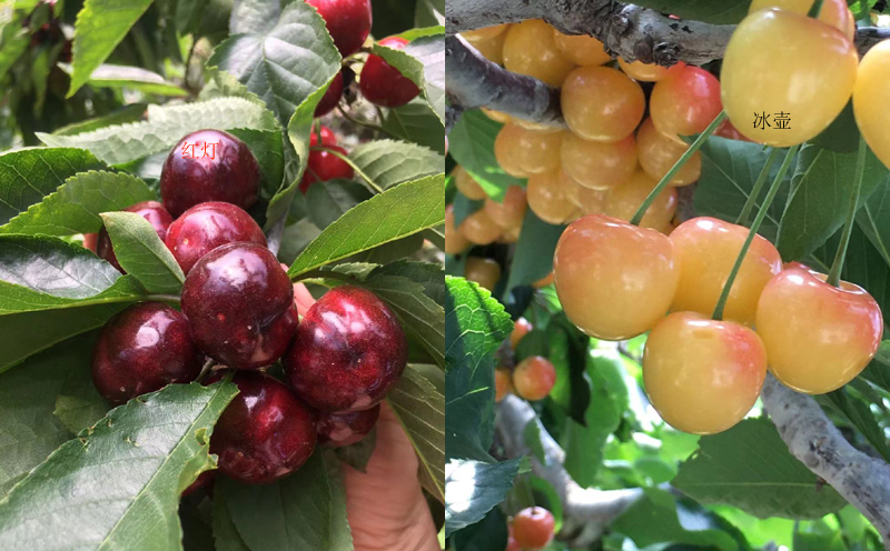 漢源車厘子圖片