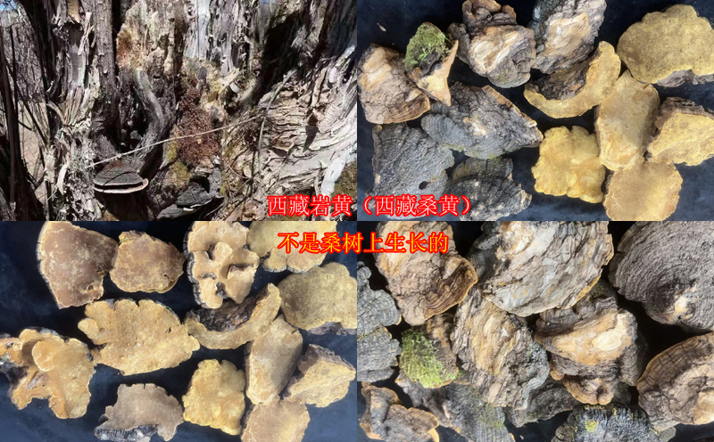 西藏巖桑黃圖片 西藏巖桑黃圖片