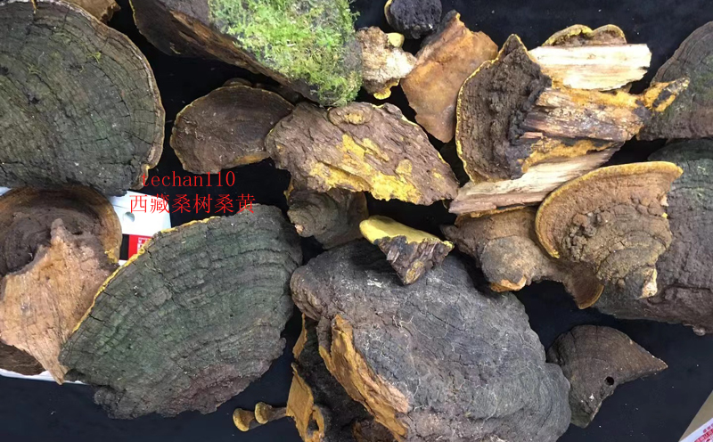 西藏桑樹桑黃圖片 西藏桑樹桑黃圖片