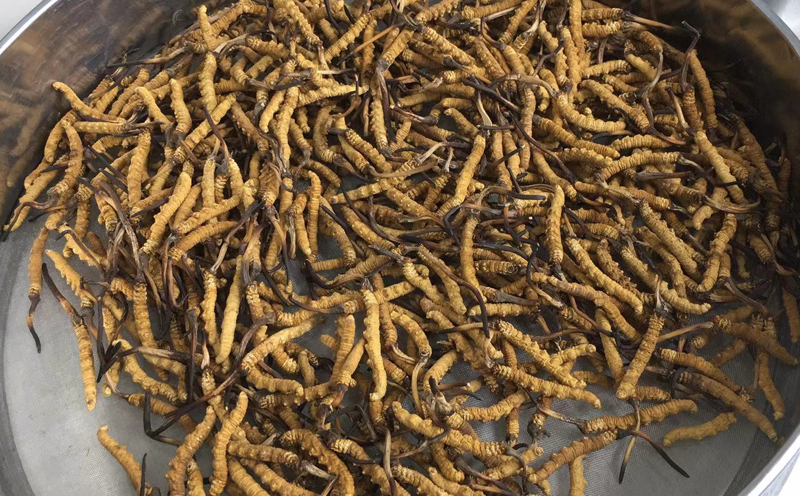 那曲冬蟲夏草1500條圖片 那曲冬蟲夏草1500條圖片