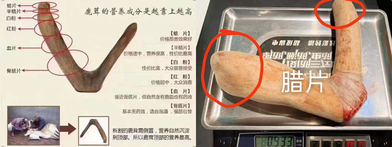 鹿茸不同部位名稱圖片 鹿茸不同部位名稱圖片