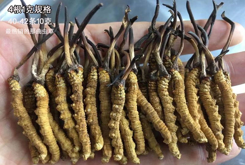 4條1克那曲冬蟲夏草圖片