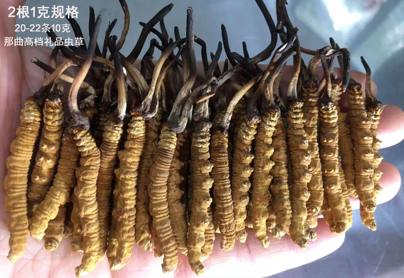 2條1克那曲冬蟲夏草圖片