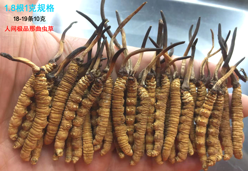 1.8條1克那曲冬蟲夏草圖片