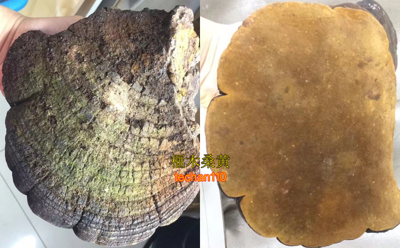 榧木桑黃圖片 榧木桑黃圖片