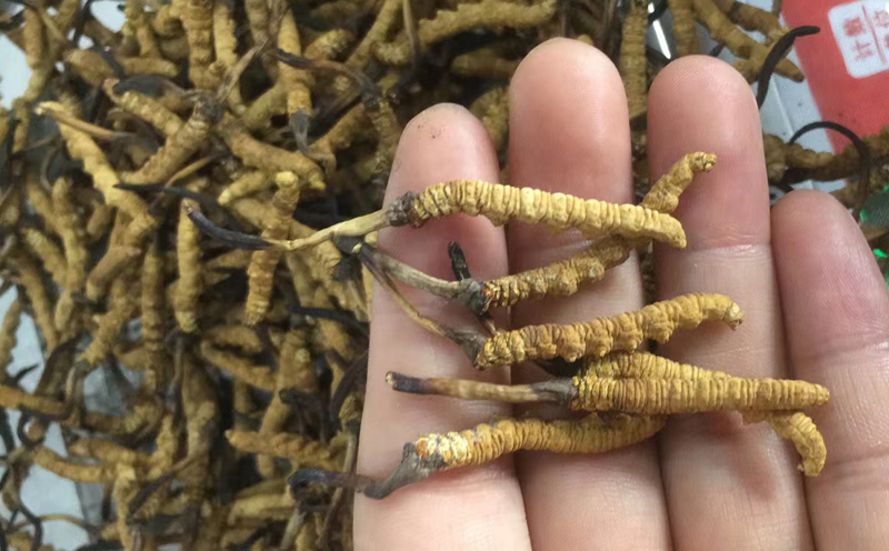 冬蟲夏草一克什么價(jià)