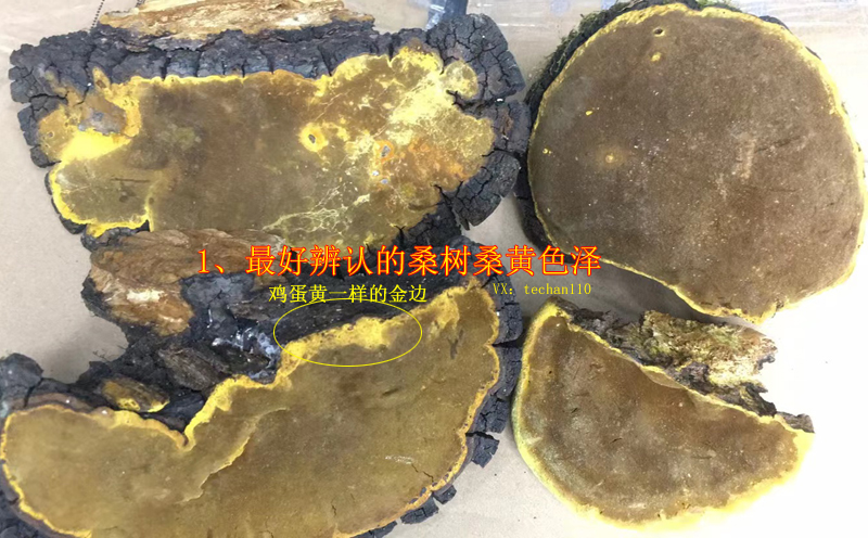 野生桑樹桑黃圖片 野生桑樹桑黃圖片