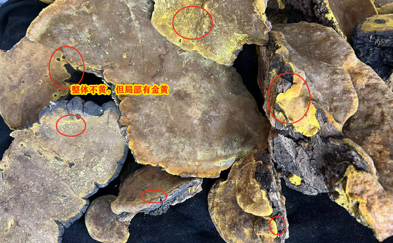 金邊不明顯的桑黃 金邊不明顯的桑黃