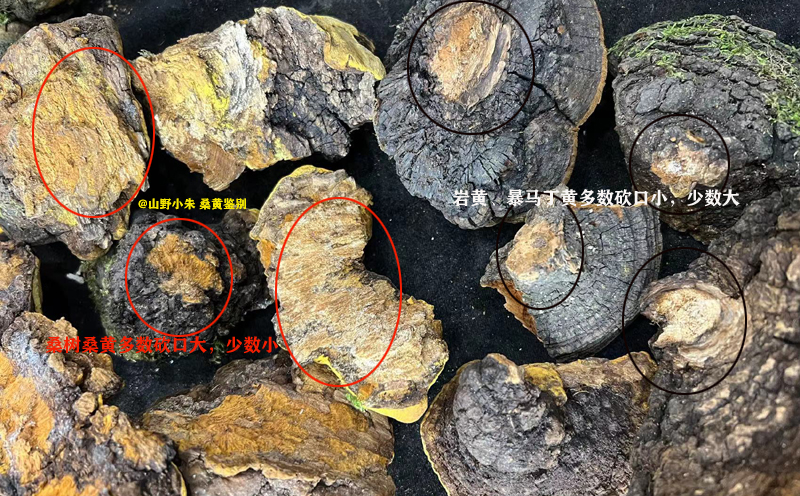野生桑黃砍口圖片 野生桑黃砍口圖片
