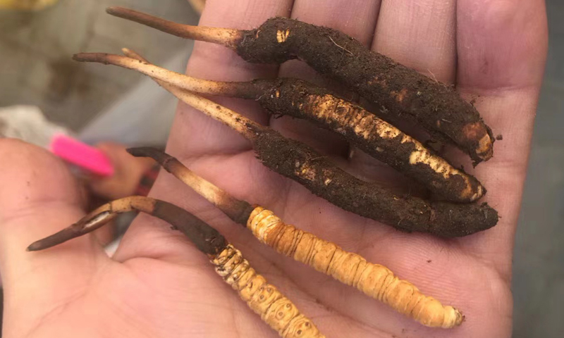 新鮮蟲草圖片 新鮮蟲草圖片