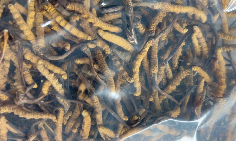 干蟲草圖片 干蟲草圖片