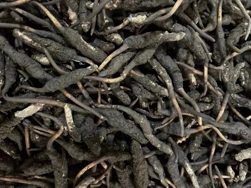 2024年新鮮冬蟲夏草