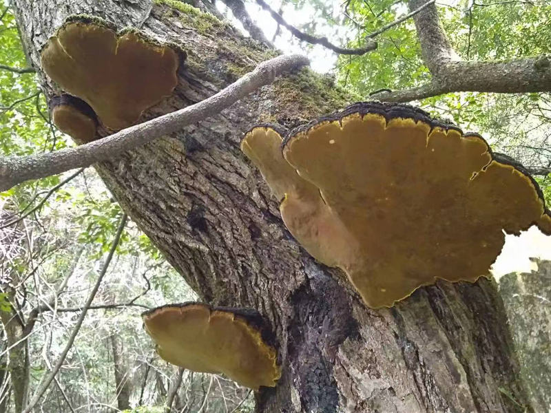 野生桑黃樹上圖片