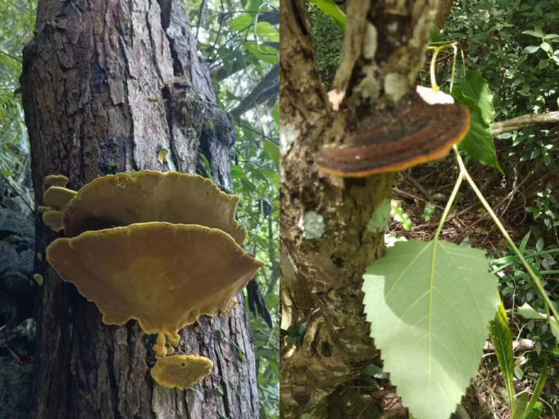 野生桑黃生長樹上的圖片