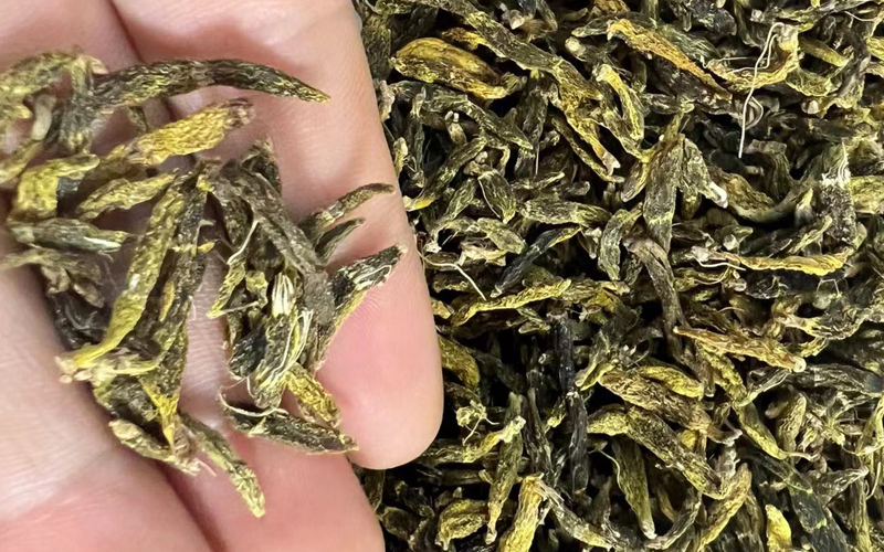 紅珠蟲石斛圖片