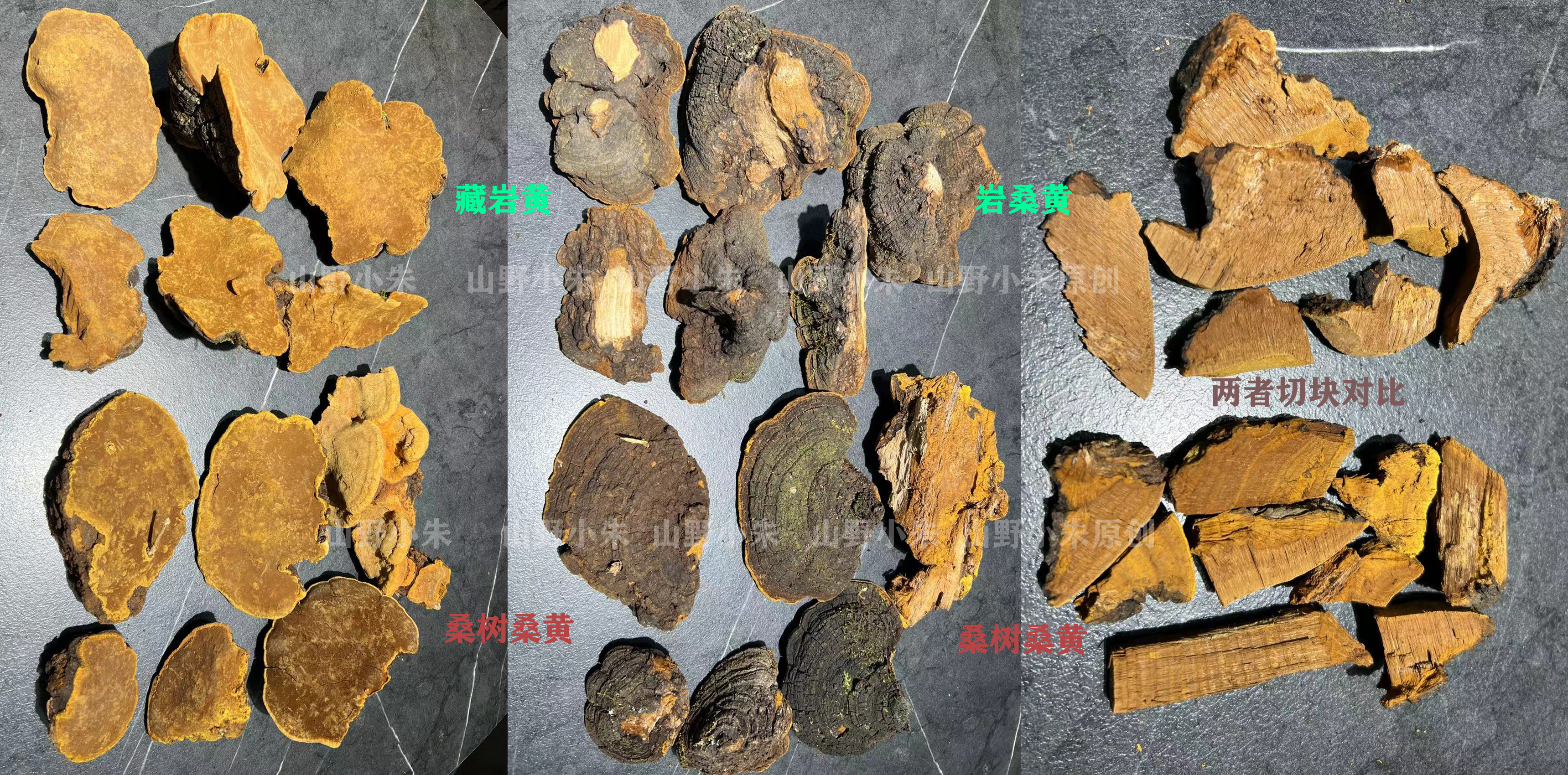 巖黃和桑樹桑黃辨別圖片 巖黃和桑樹桑黃辨別圖片