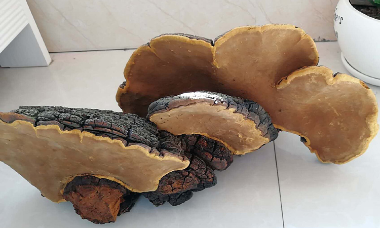 極具觀賞價值的秦嶺桑樹桑黃