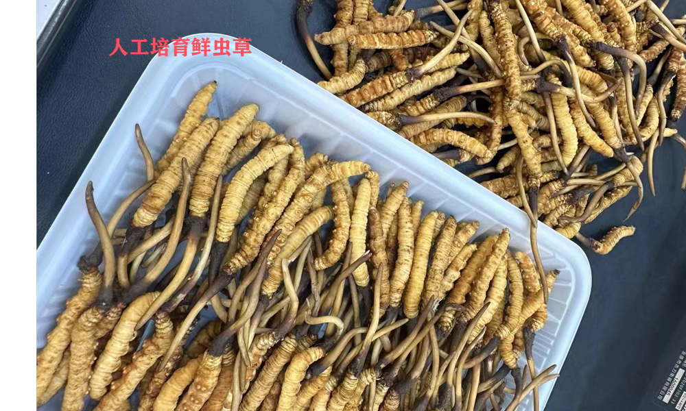 人工鮮蟲草圖片