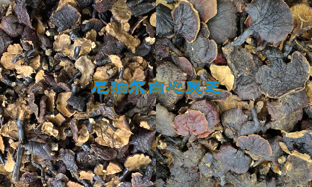 尼泊爾白心靈芝圖片