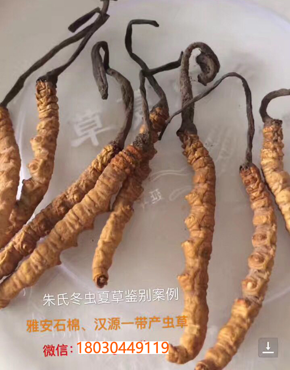 石棉蟲草或漢源蟲草圖片