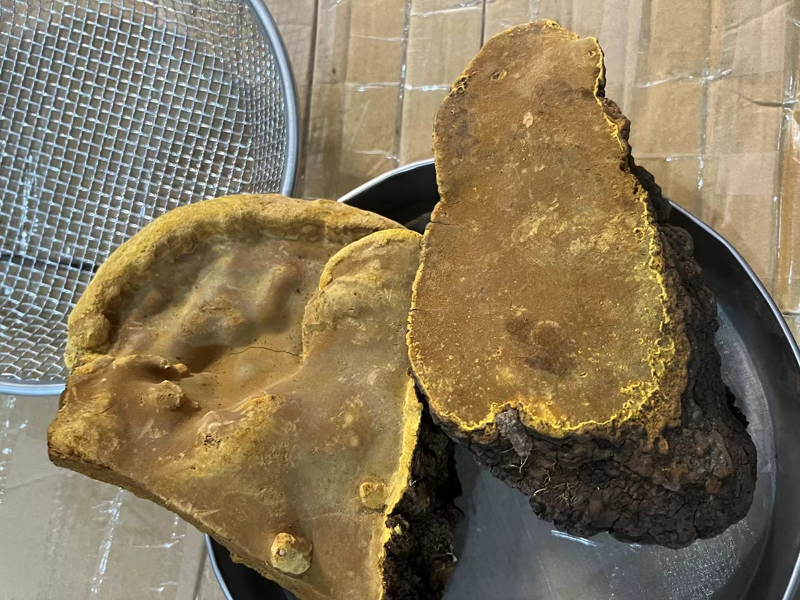 桑樹桑黃圖片 桑樹桑黃圖片