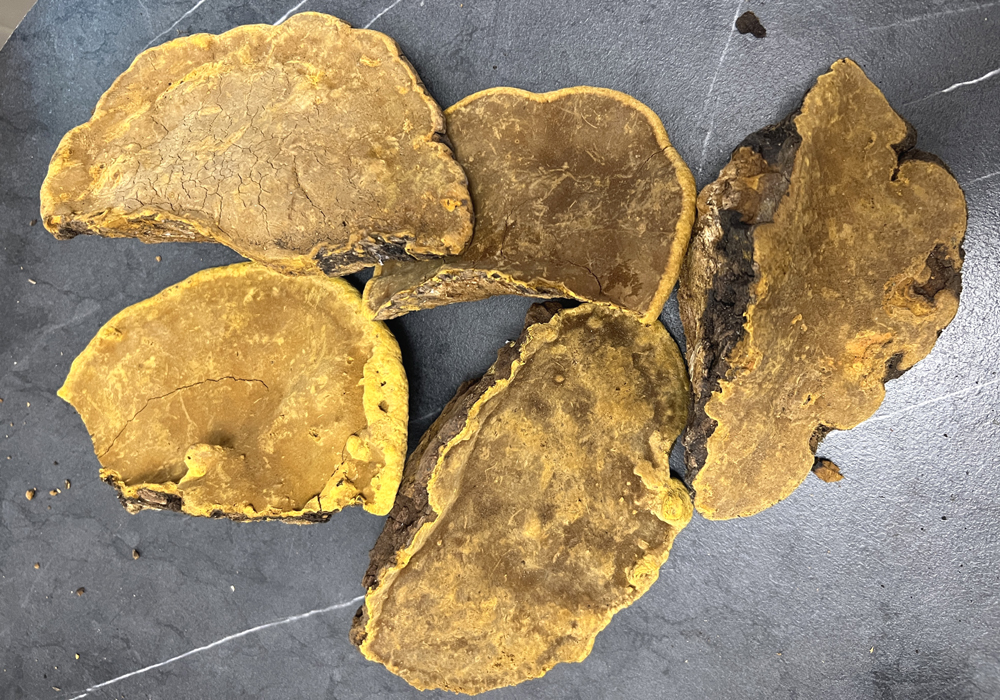 野生桑樹桑黃圖片