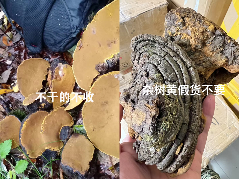 新鮮采摘桑黃和雜樹黃圖片
