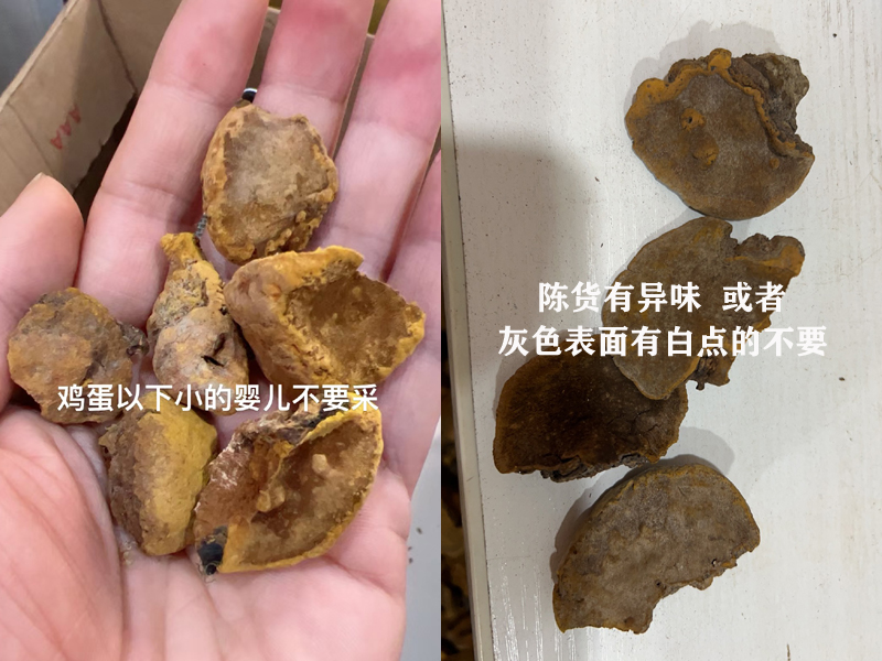嬰兒桑黃和陳貨桑黃