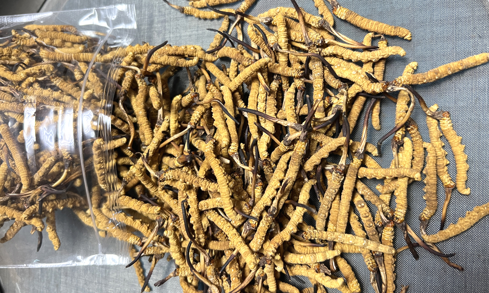 那曲冬蟲夏草圖片