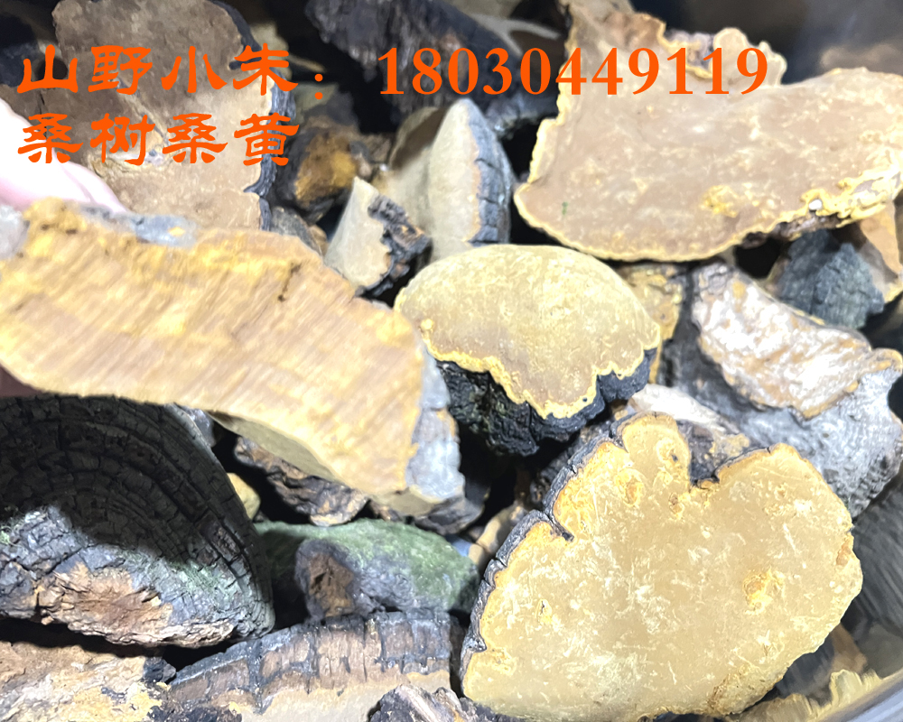 桑樹桑黃圖片 桑樹桑黃圖片