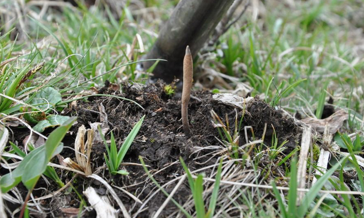 成熟冬蟲夏草葉子圖片 成熟冬蟲夏草葉子圖片