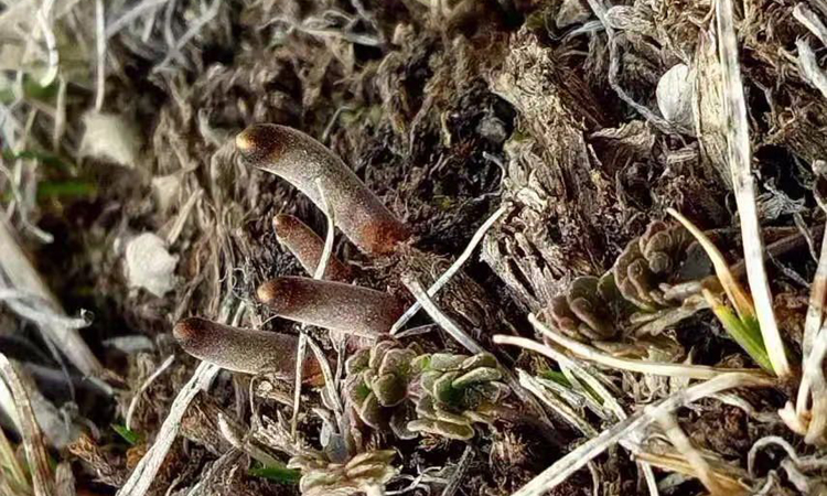 多子座蟲草葉子圖片 多子座蟲草葉子圖片