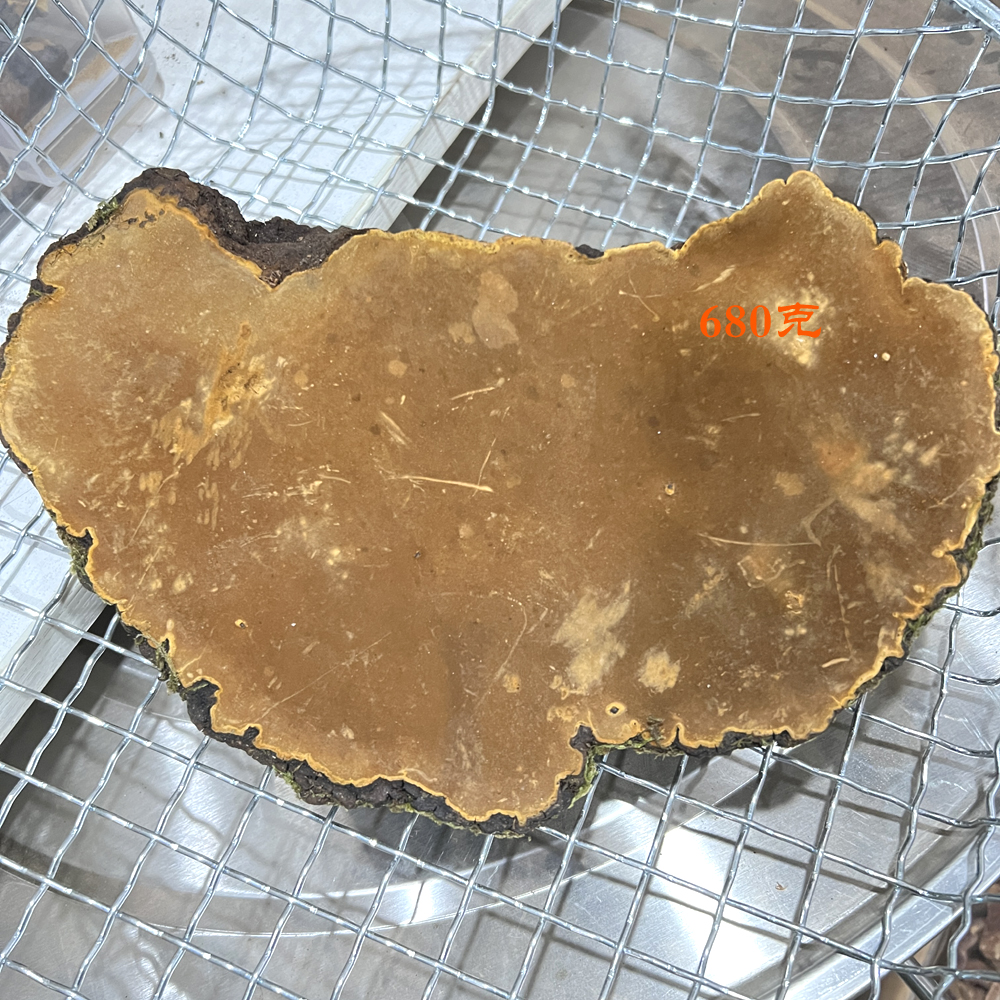 真的桑黃圖片 真的桑黃圖片