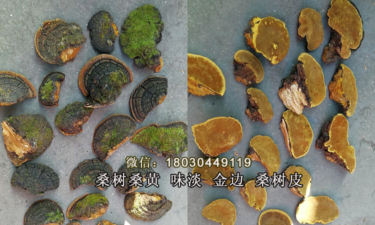 正宗野生桑樹桑黃圖片 正宗野生桑樹桑黃圖片