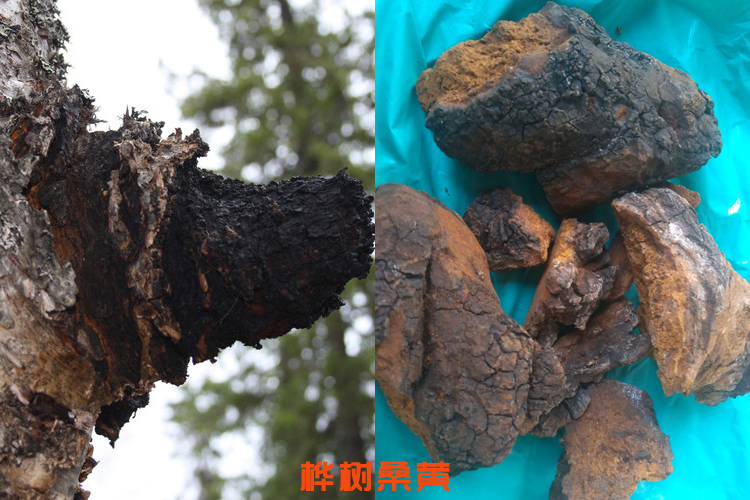 樺樹桑黃圖片 樺樹桑黃圖片