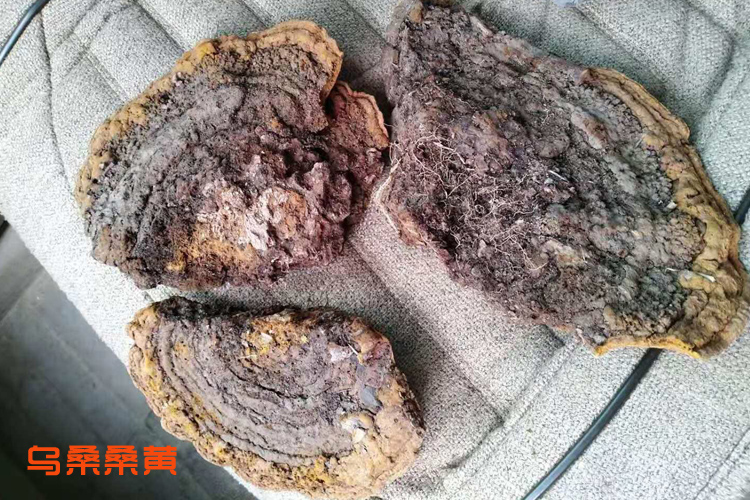 烏桑桑黃圖片 烏桑桑黃圖片