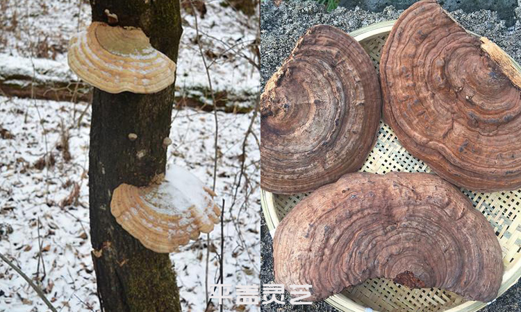 樹舌圖片(平蓋靈芝、扁木靈芝) 樹舌圖片(平蓋靈芝、扁木靈芝)