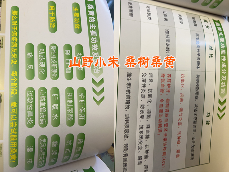 桑黃功效和作用圖片