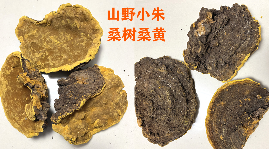 山野小朱桑樹桑黃圖片