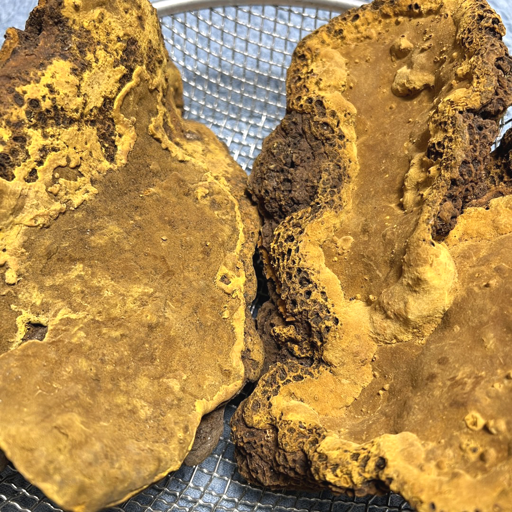 野生桑樹桑黃圖片 野生桑樹桑黃圖片