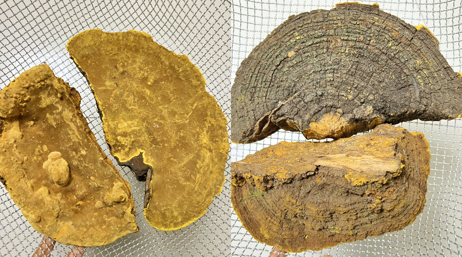 山野小朱藏南桑樹桑黃圖片 山野小朱藏南桑樹桑黃圖片