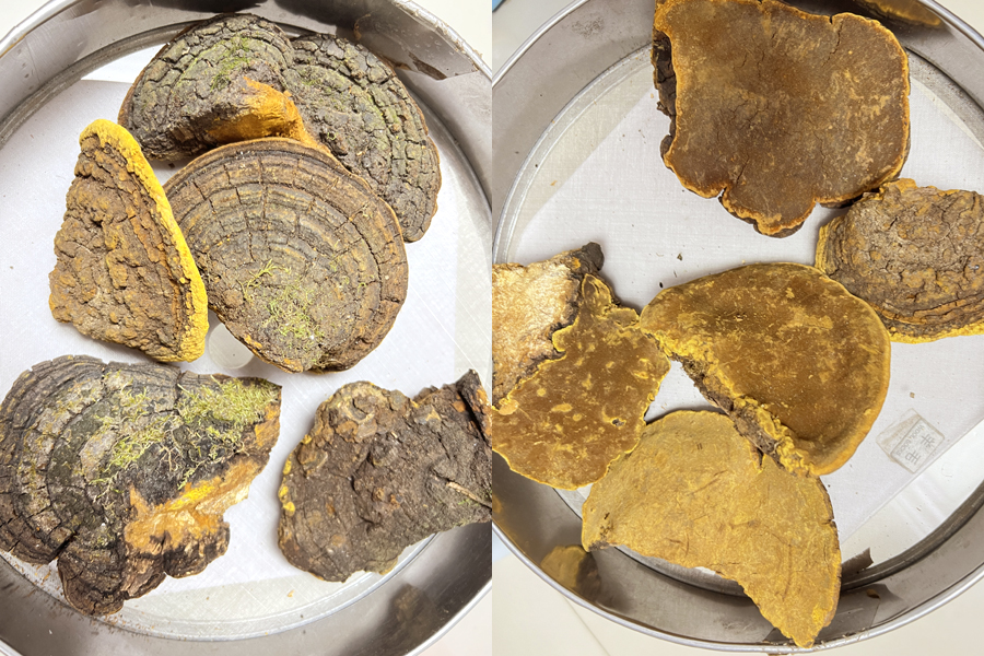 山野小朱 桑樹(shù)桑黃圖片